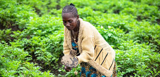 projet TUSHIRIKIYANE NAO